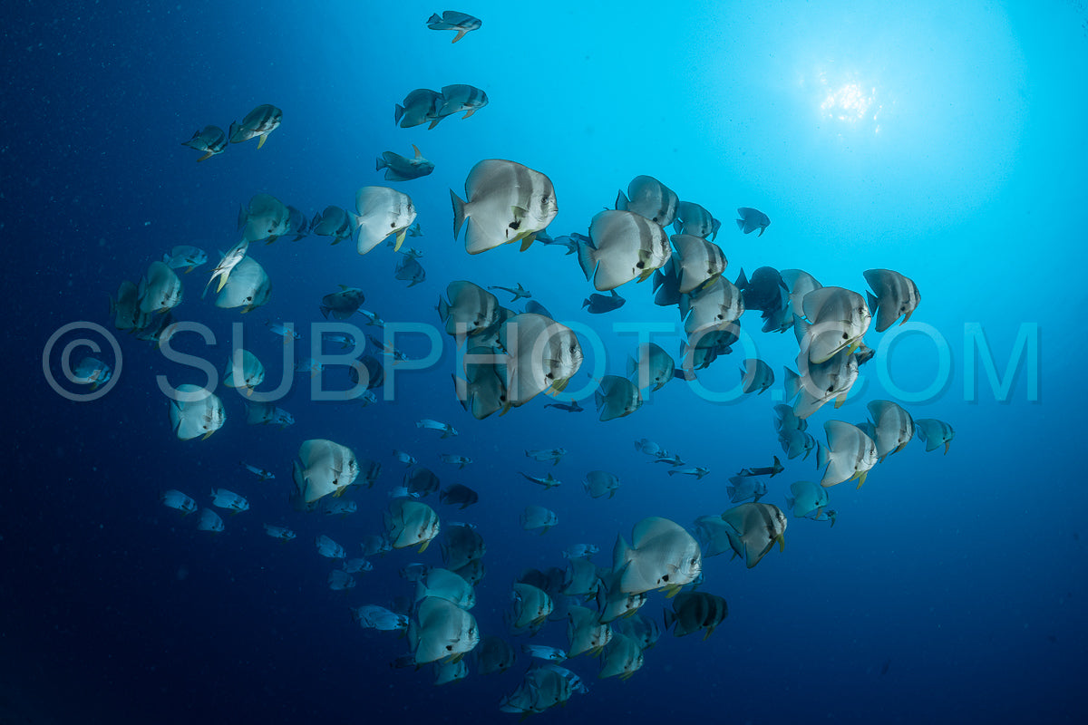 Photo de Poisson platax aux Maldives