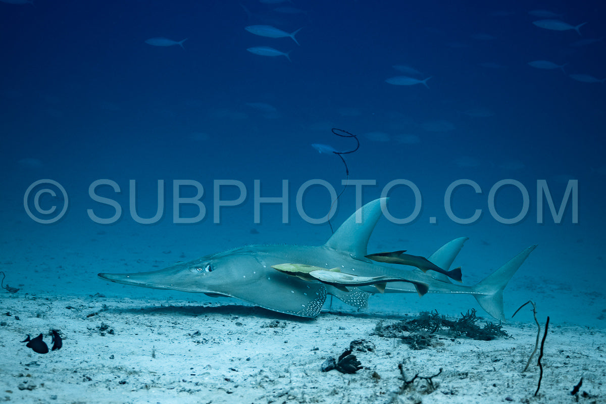 Photo de Poisson-guitare géant avec poisson-suceur remora