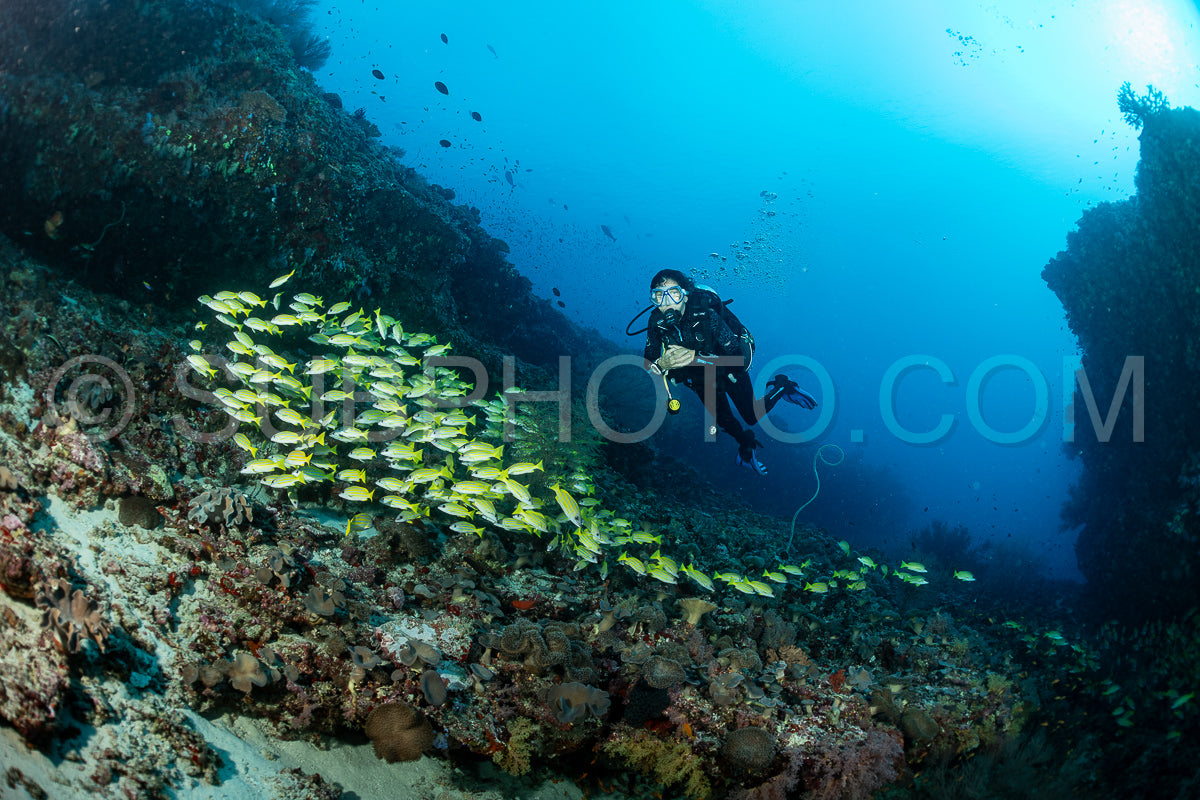 School of common bluestripe snapper with a diver