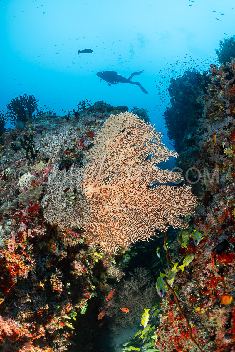 Diver discovering the beauty of the Maldivian coral reefs with abundant life