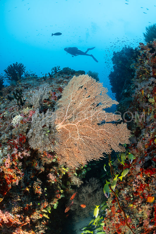 Photo de Plongeur découvrant la beauté des récifs coralliens des Maldives avec une vie abondante