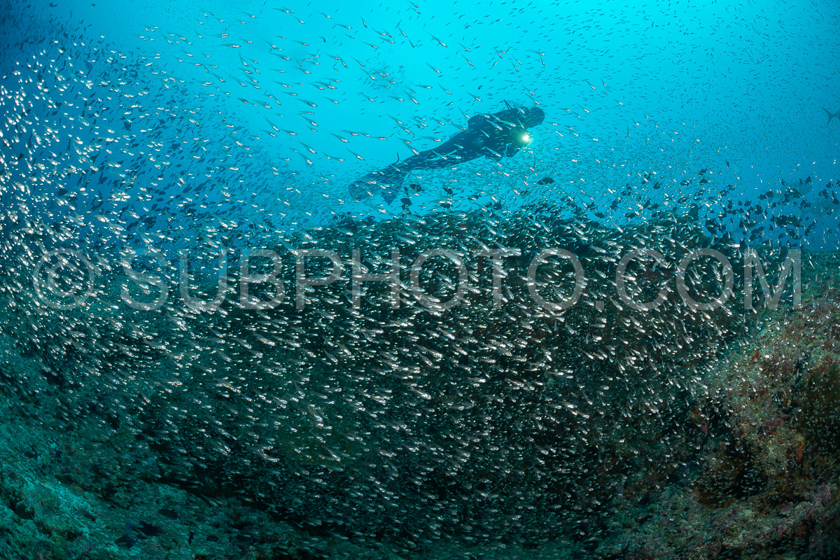 Photo de Banc de poissons-verres aux Maldives