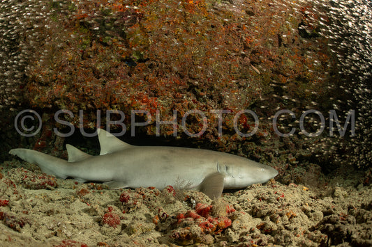 Photo de Requin nourrice se reposant sur un récif corallien