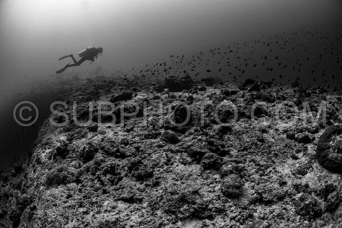 Diver discovering the beauty of the Maldivian coral reefs with abundant life