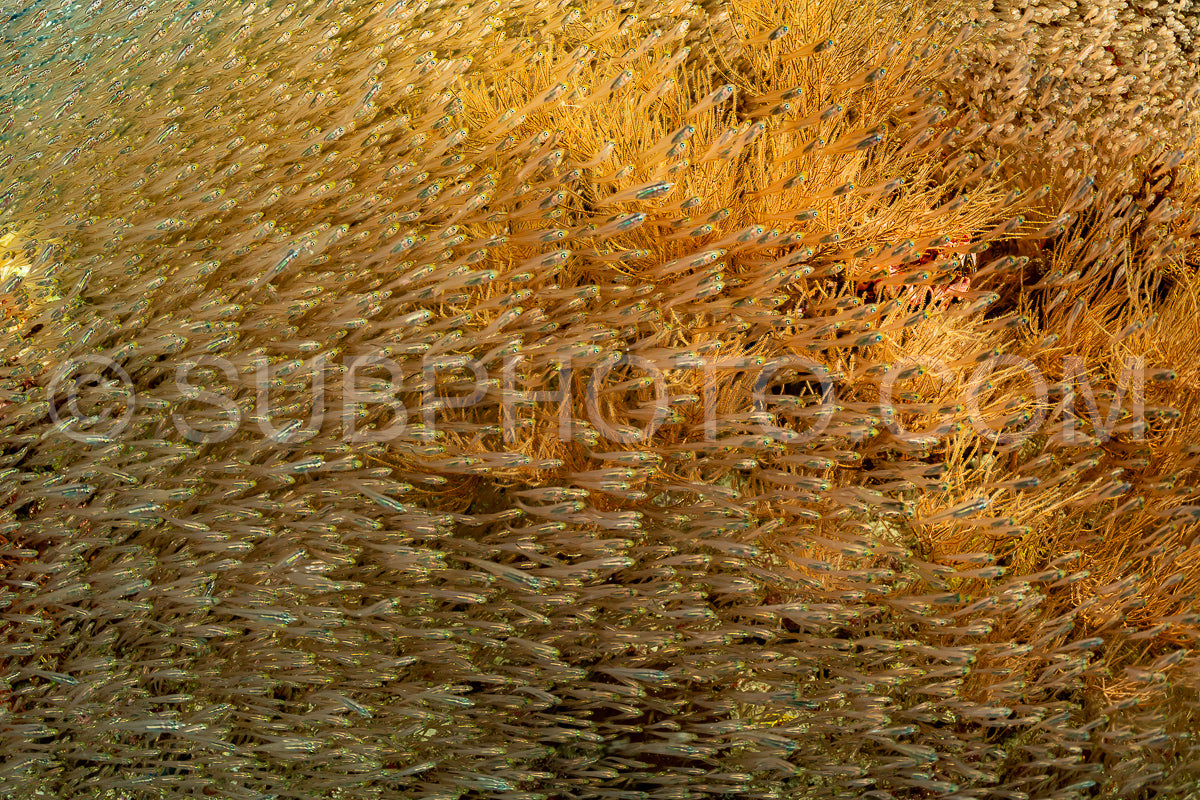Photo de Banc de poissons-verres aux Maldives