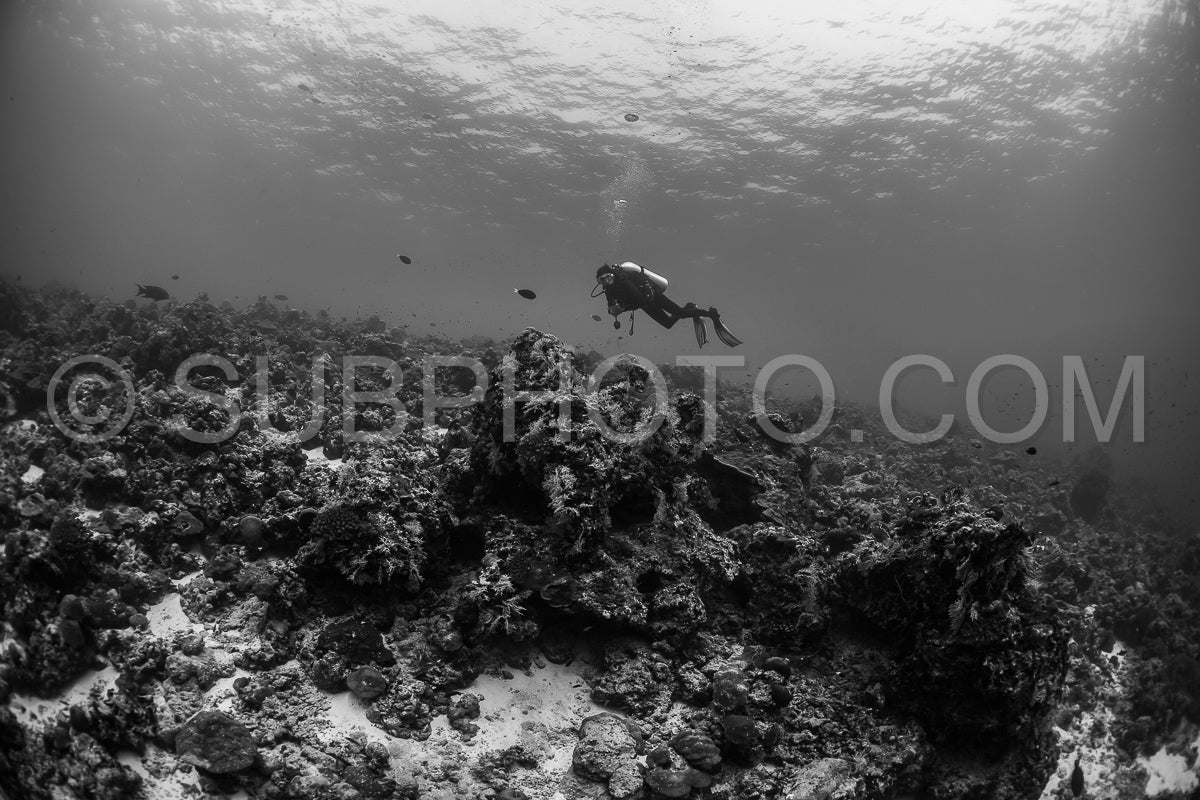 Diver discovering the beauty of the Maldivian coral reefs with abundant life