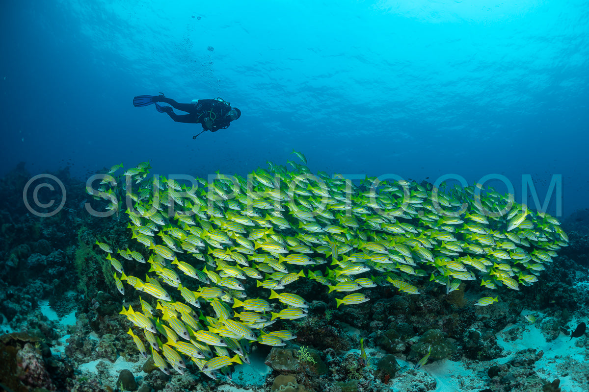 School of common bluestripe snapper with a diver