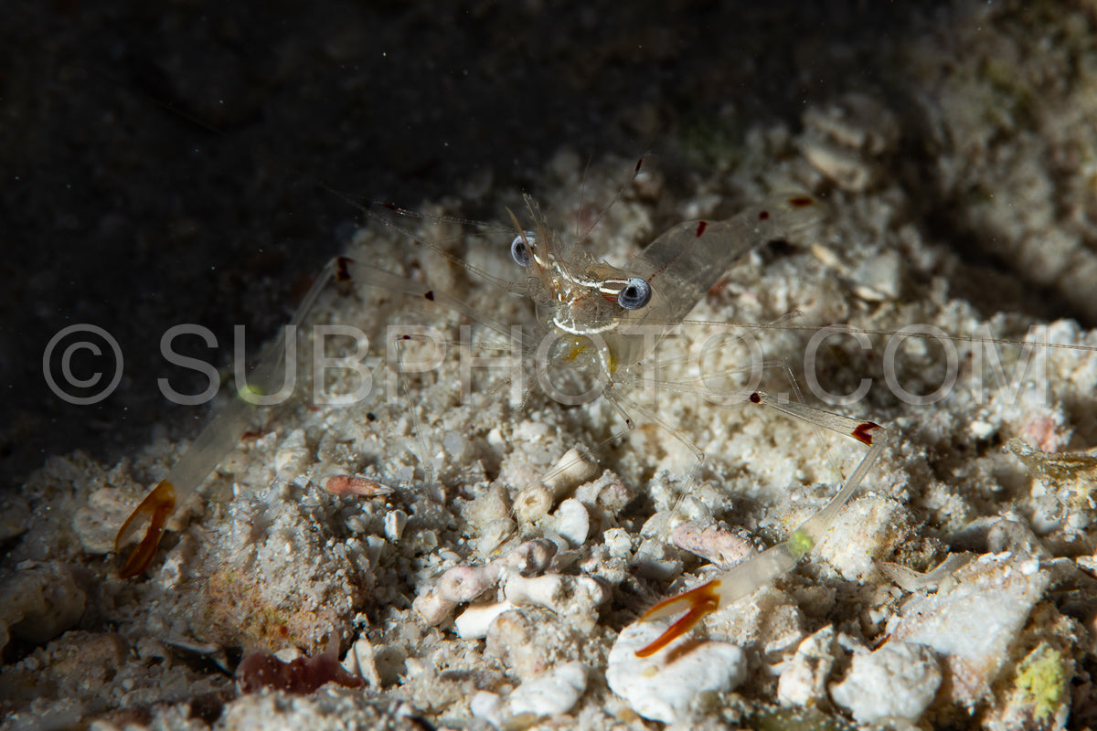 red claw cuapetes shrimp