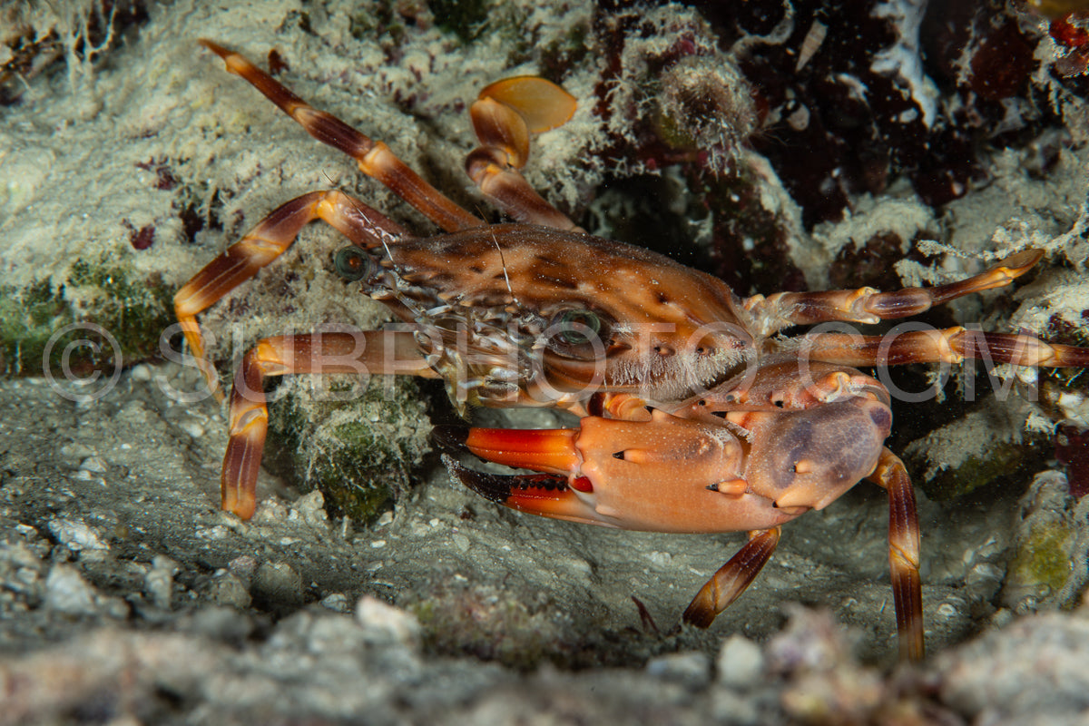 Photo de crabe rouge nageur