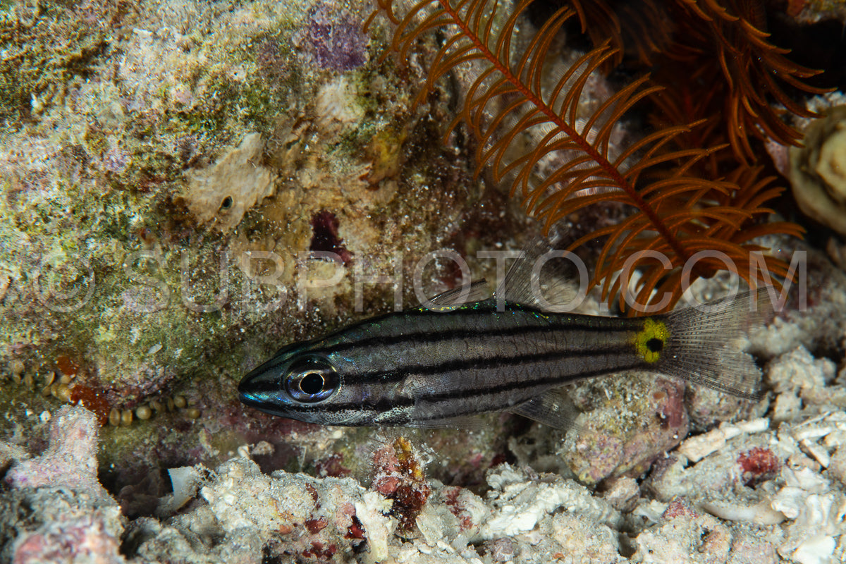 five-lined cardinalfish
