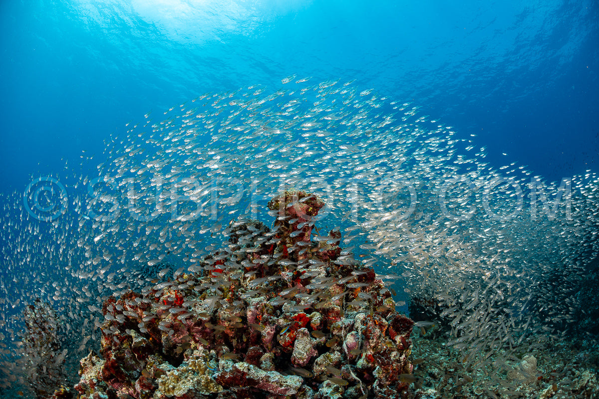 Photo de Banc de poissons-verres aux Maldives