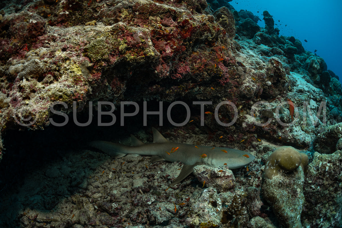 Nurse shark resting on a coral reef