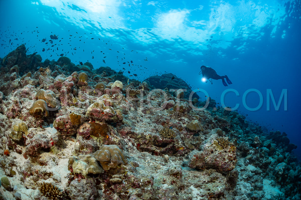 Diver discovering the beauty of the Maldivian coral reefs with abundant life