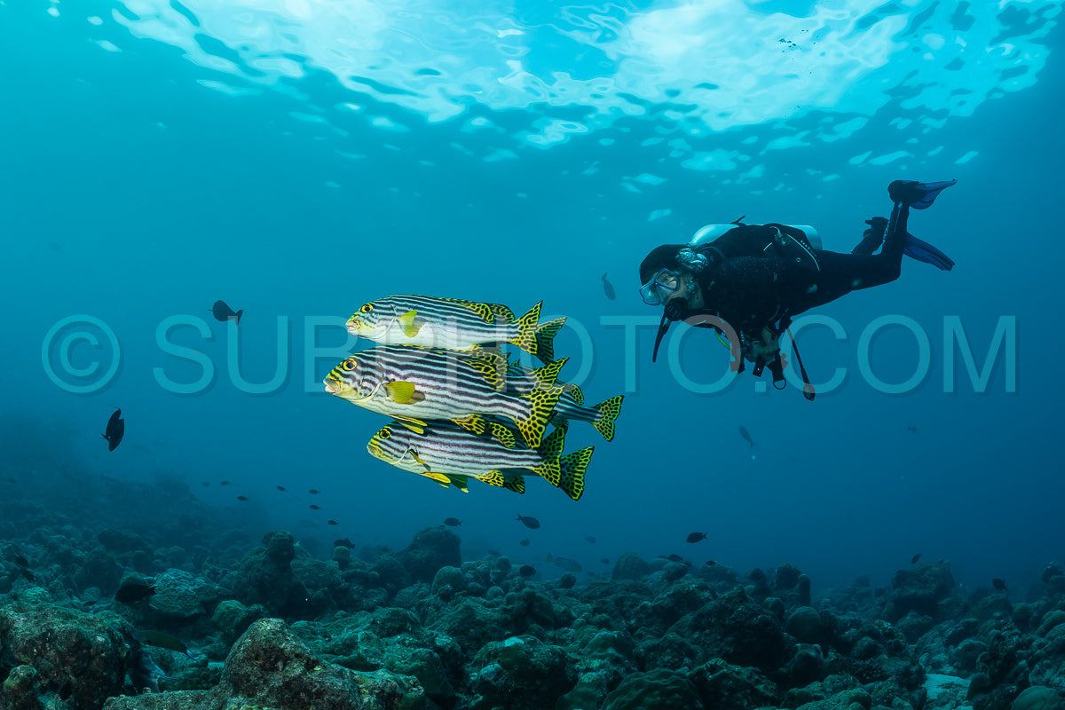 Indian Ocean oriental sweetlips with a diver