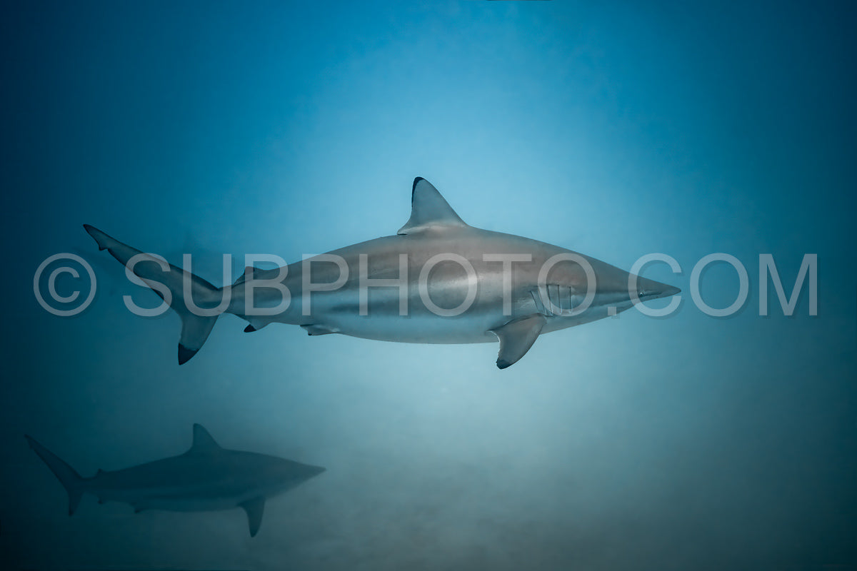 Photo de Requin tisserand