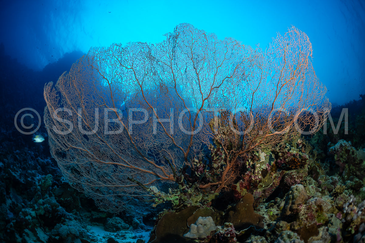 Hickson gorgonia in the Red Sea