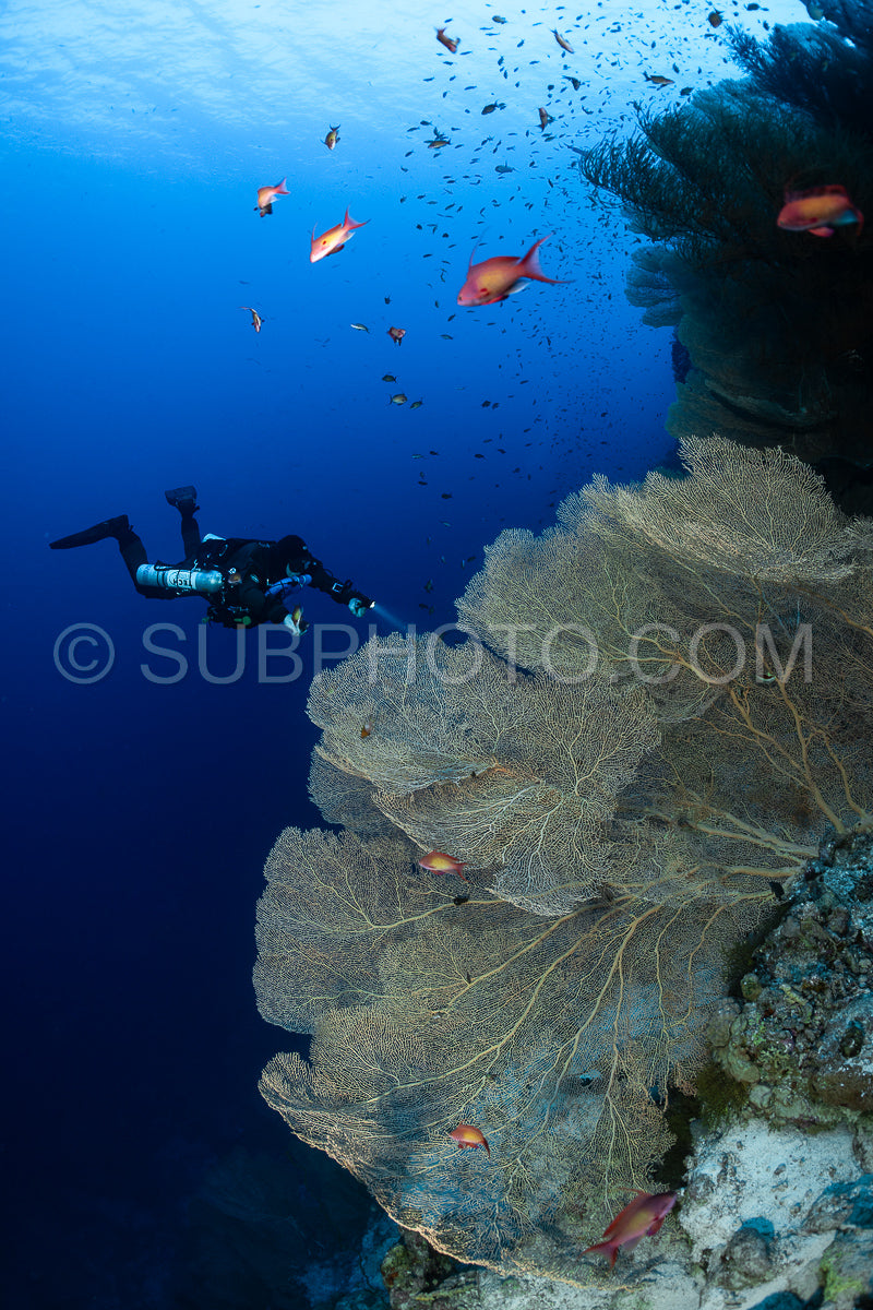 Tek diver using a rebreather with Hickson gorgonia in the Red Sea