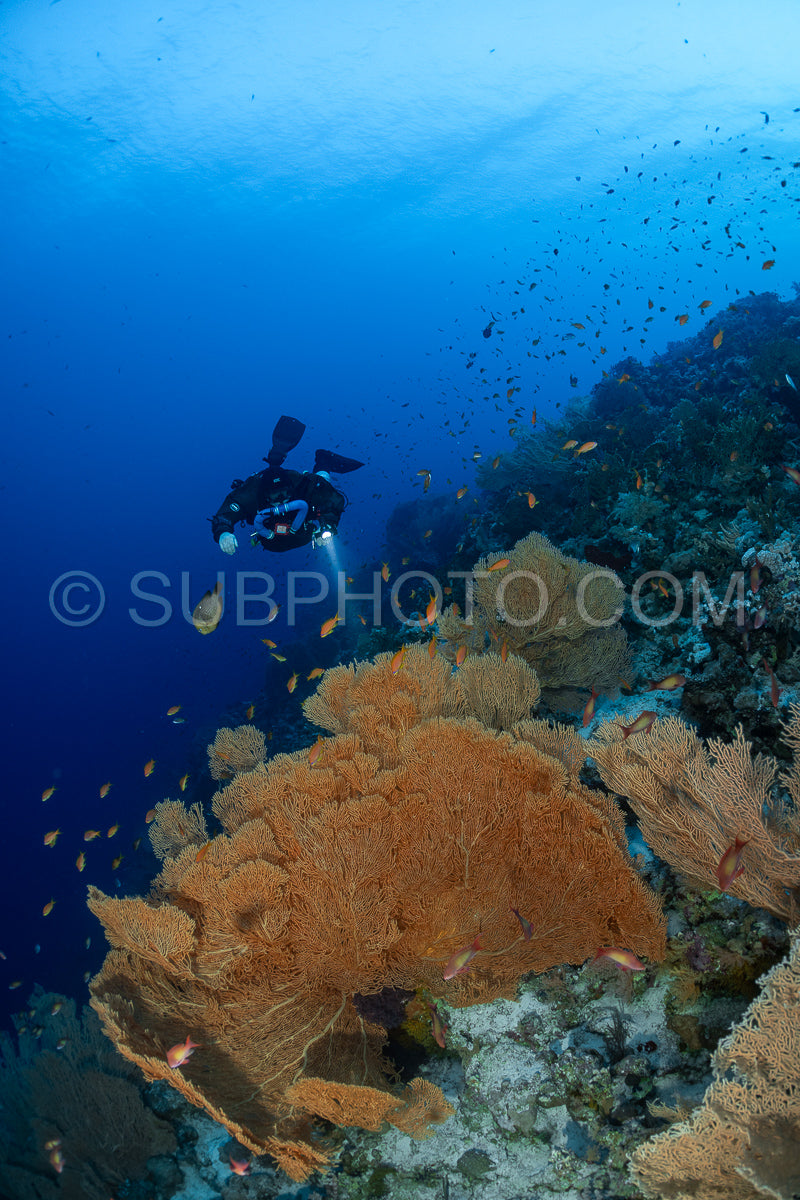 Tek diver using a rebreather with Hickson gorgonia in the Red Sea