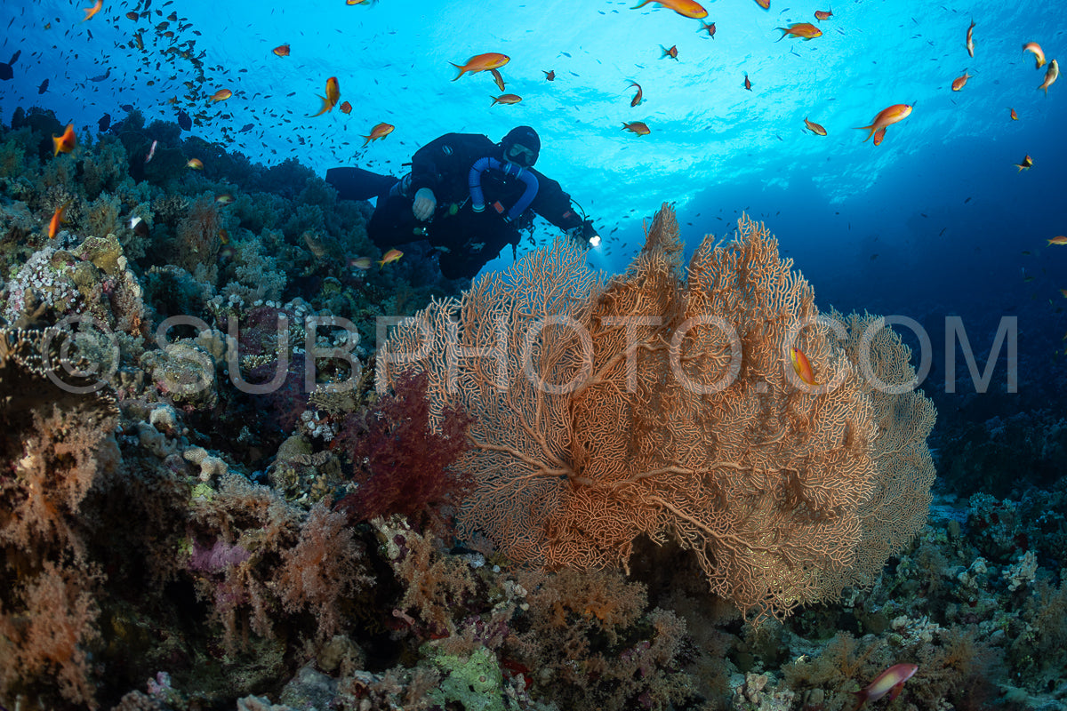 Photo de Plongeur Tek utilisant un recycleur avec des gorgones de Hickson en Mer Rouge
