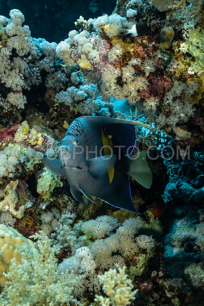 yellowbar angelfish
