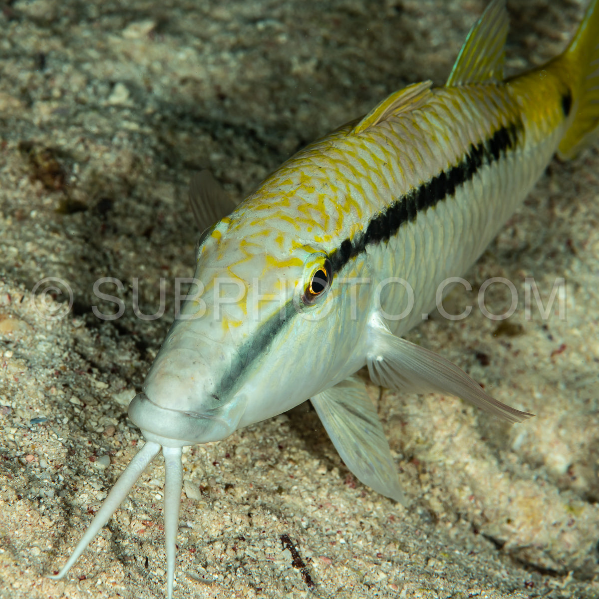 goatfish