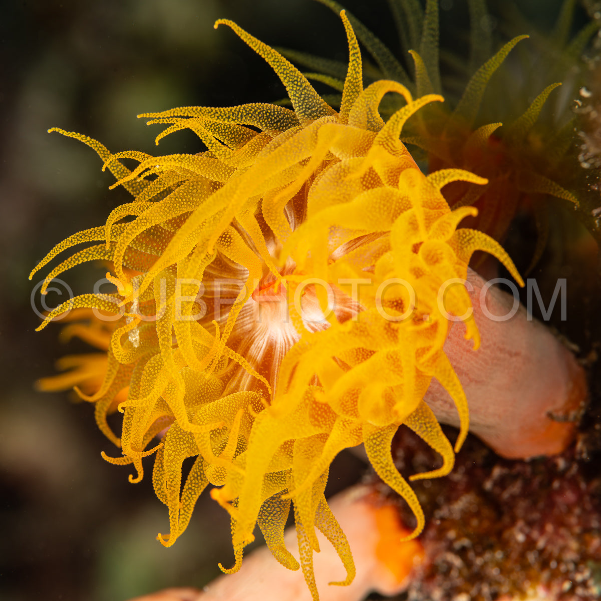 sun coral polyp