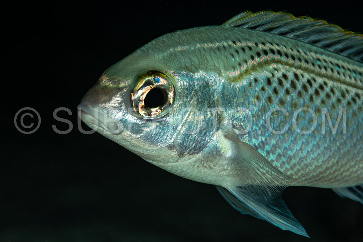 Snapper