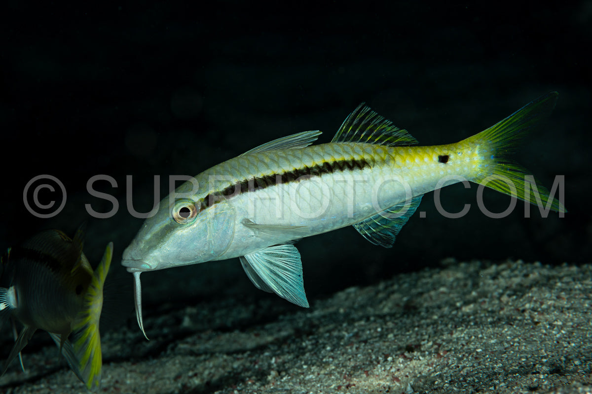 Photo de poisson-chèvre