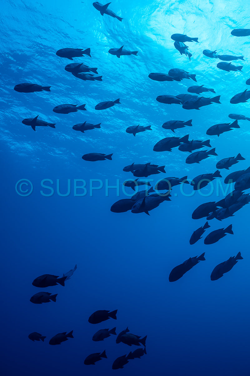 Photo de Banc de vivaneaux de minuit