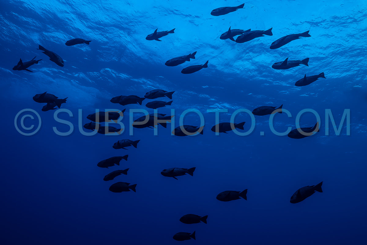 Photo de Banc de vivaneaux de minuit