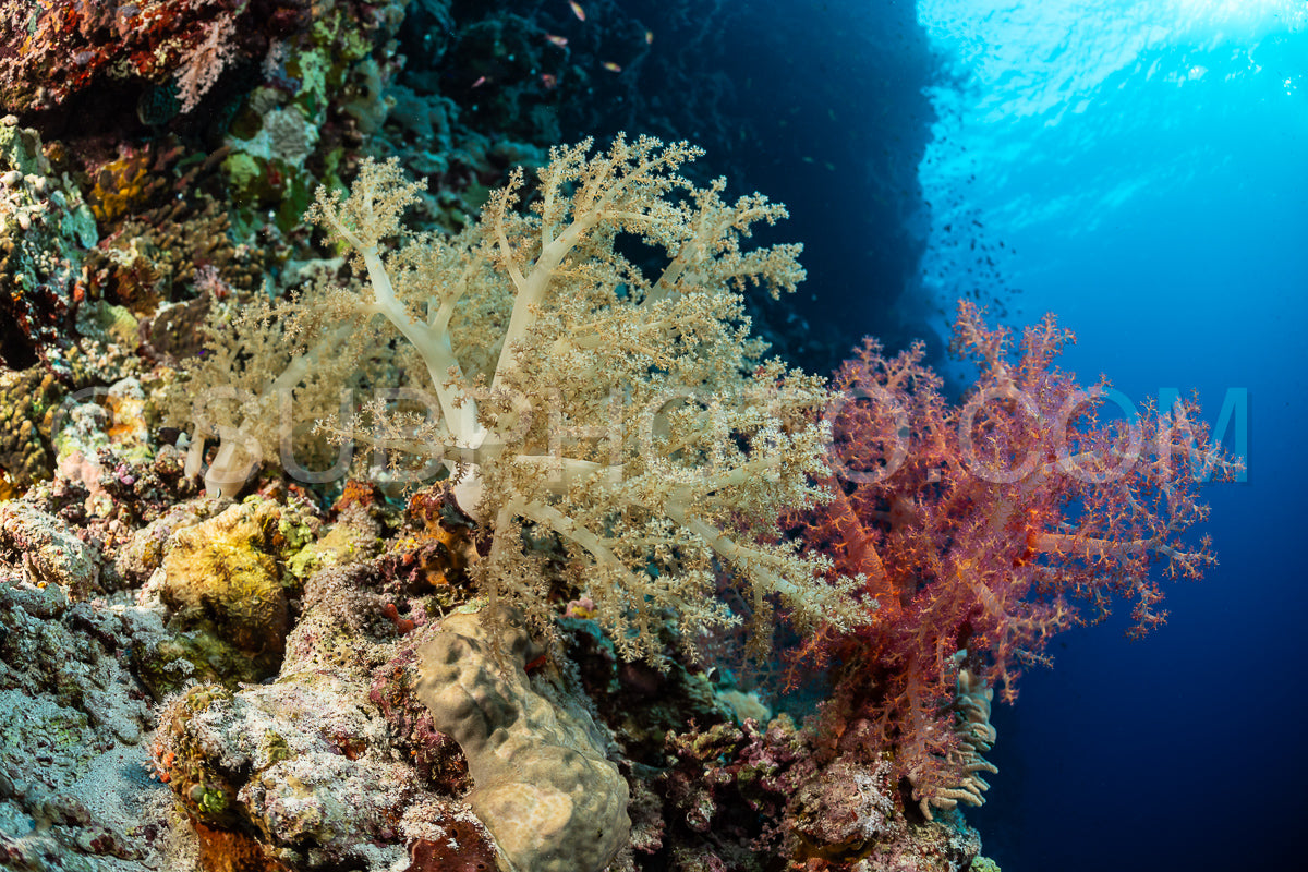 Photo de corail mou dans la mer Rouge