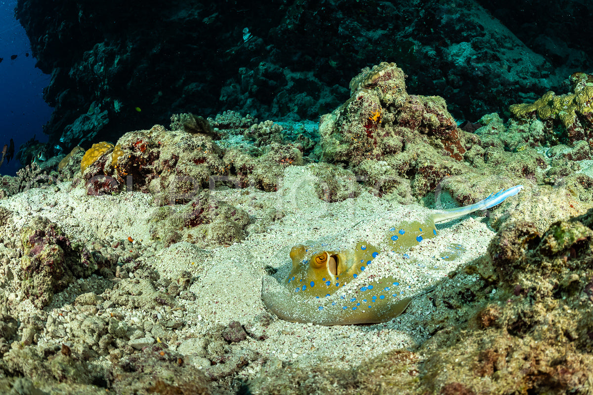 Photo de raie à queue bleue sur un fond sablonneux