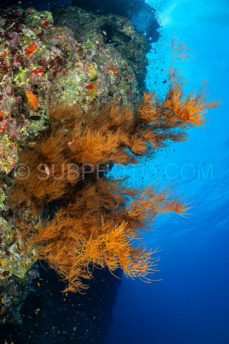 Photo de corail doux