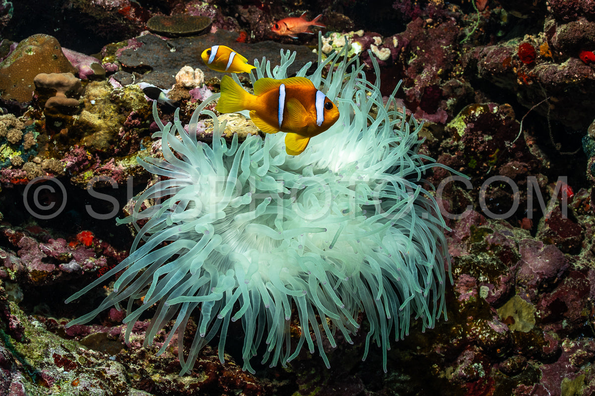 Photo de Clownfosih de la mer Rouge ou poisson-anémone à deux bandes