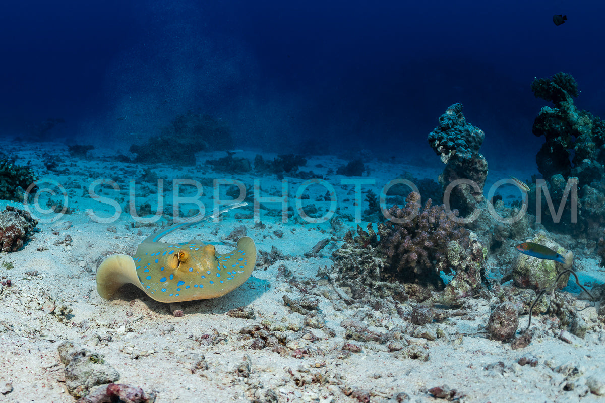 bluespotted ribbontail ray on an sandy bottom