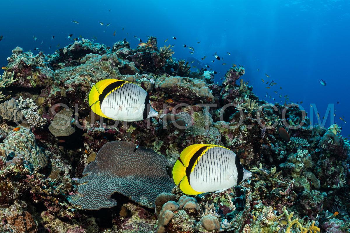 Lined butterflyfish