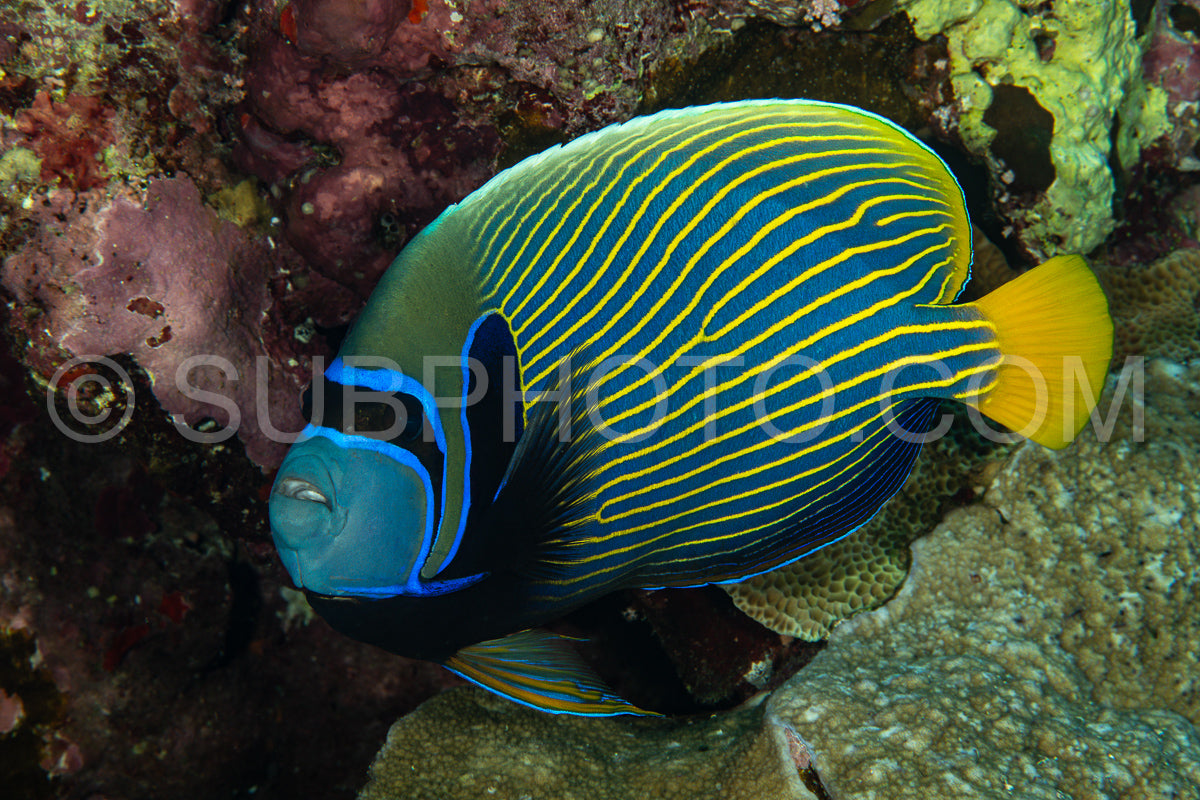 Photo de Poisson-ange empereur