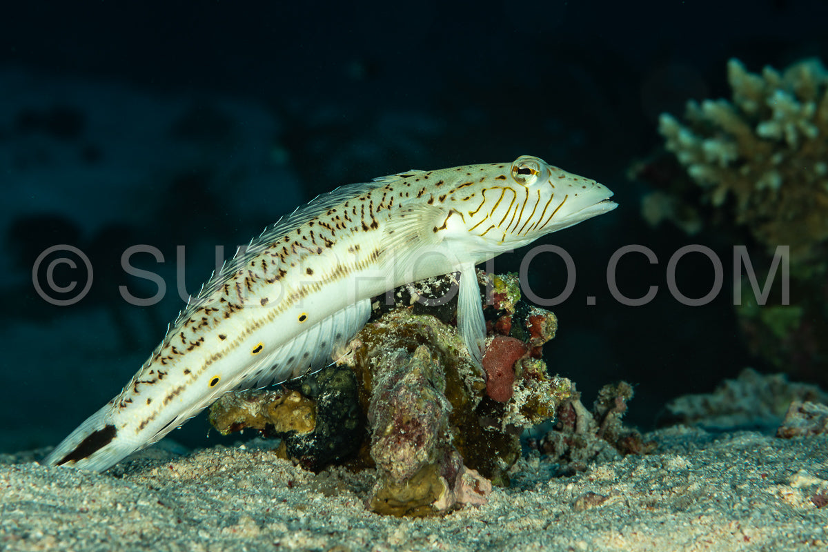 Photo de bécasseau moucheté