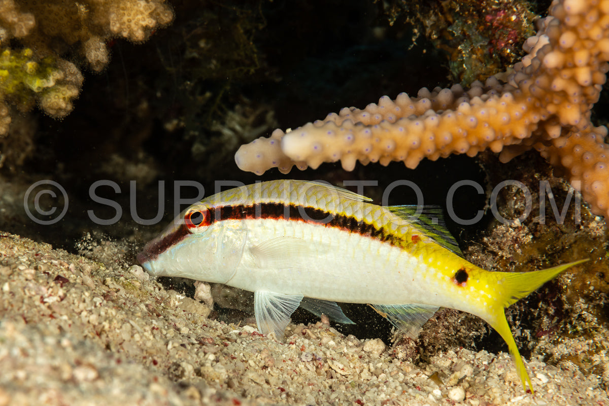 goatfish