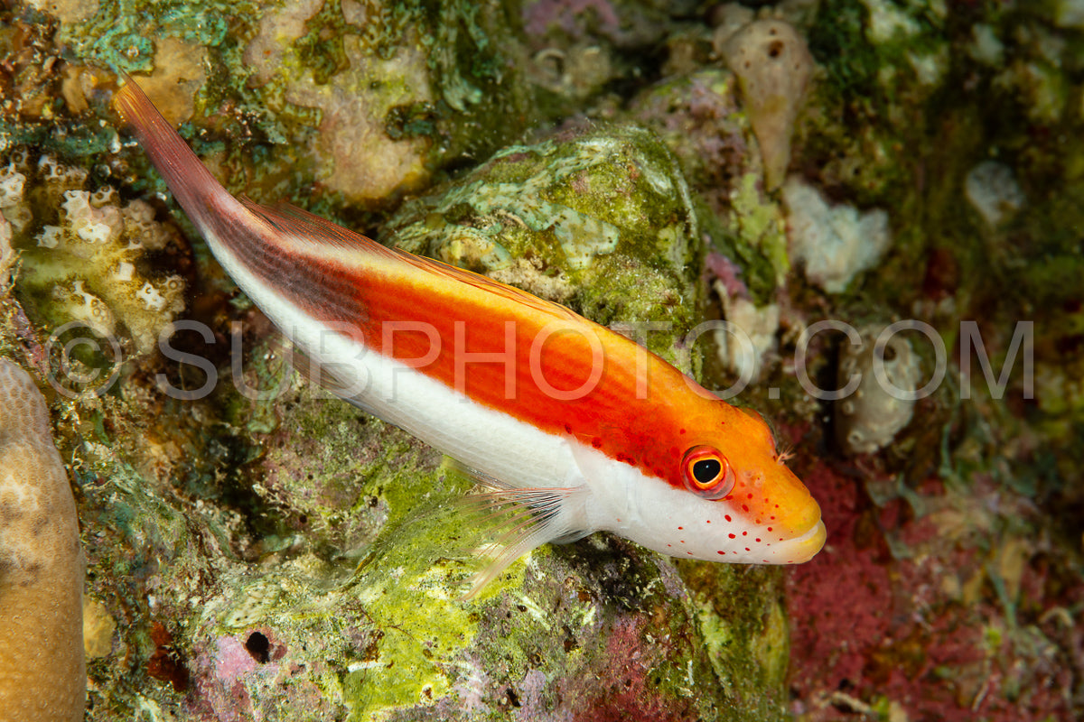 Blackside hawkfish