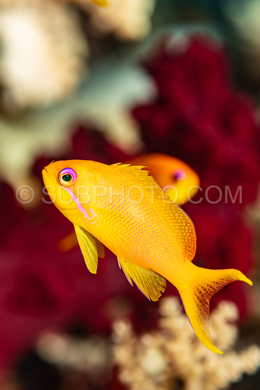 Photo de anthias lyretail or de mer ou basslet orange