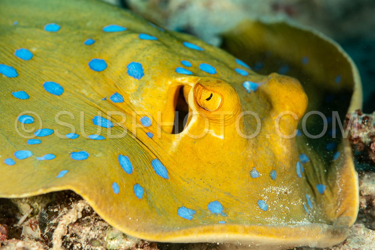 Photo de raie à queue bleue sur un fond sablonneux