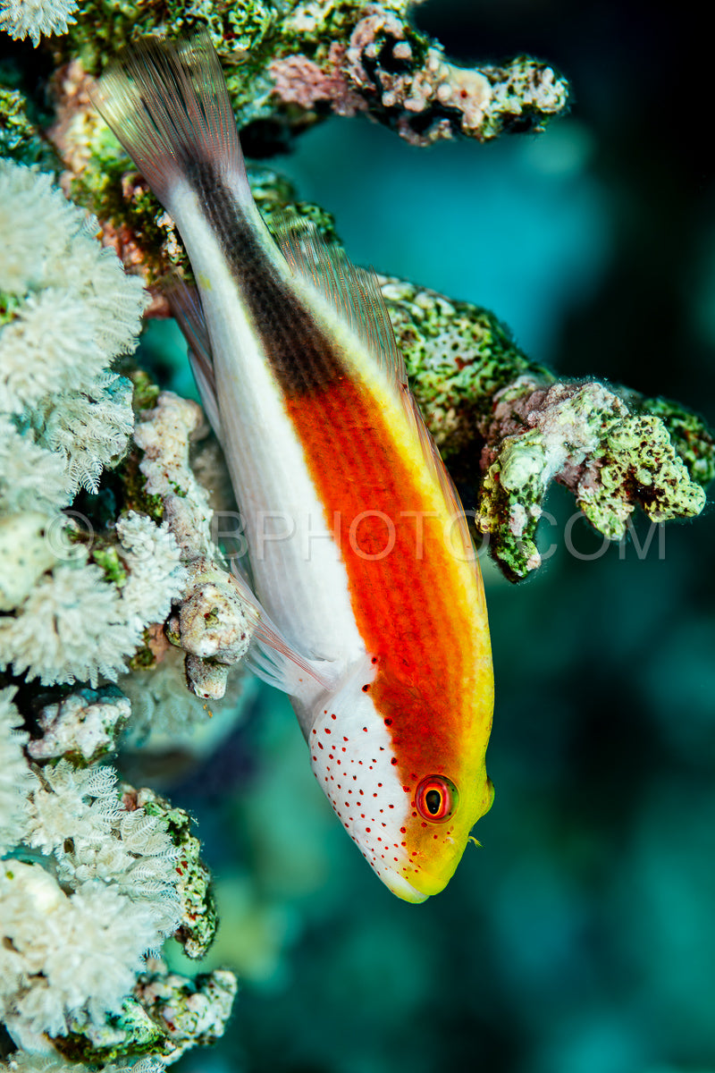 Photo de Espadon à flancs noirs