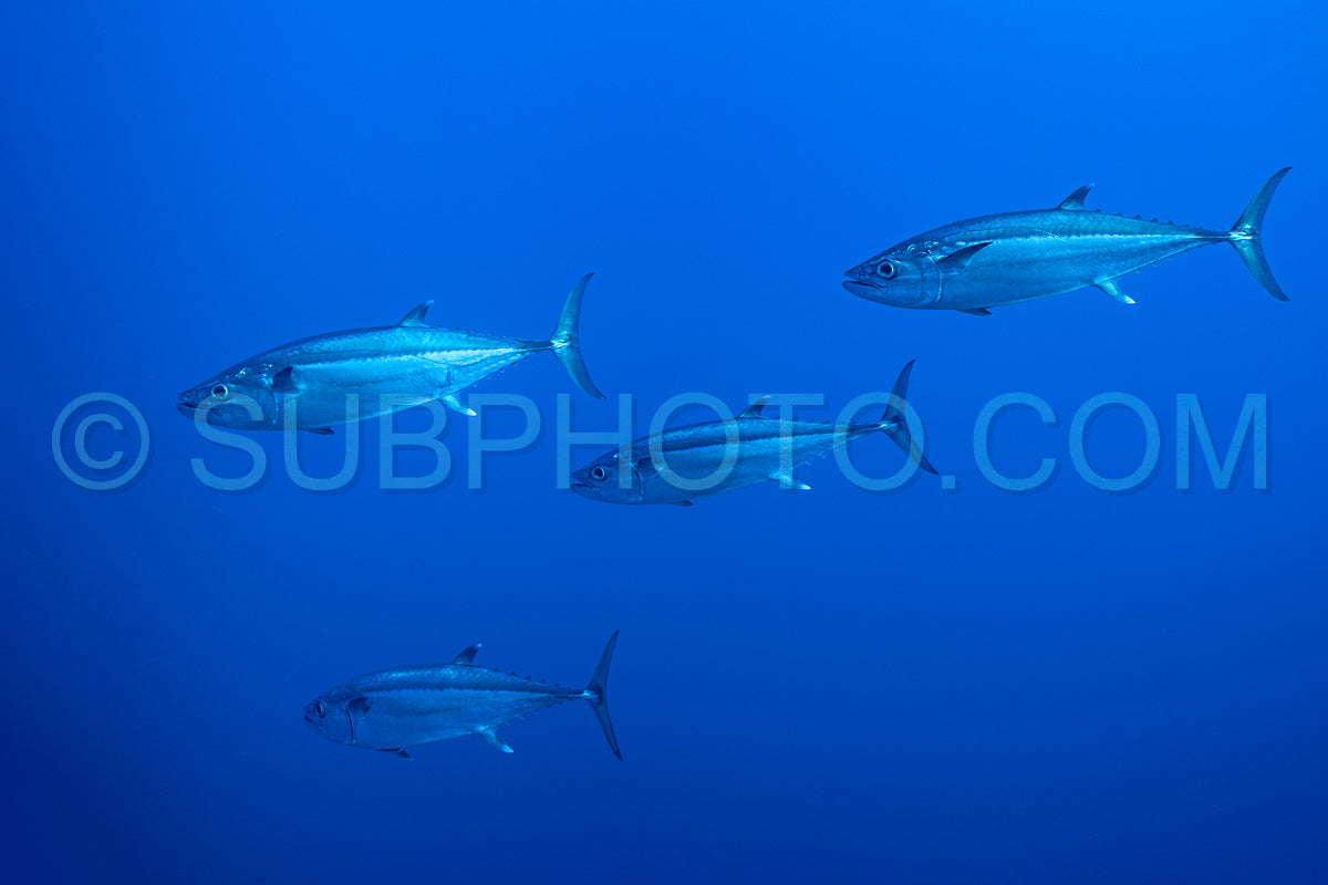 Photo de Thon en bulles