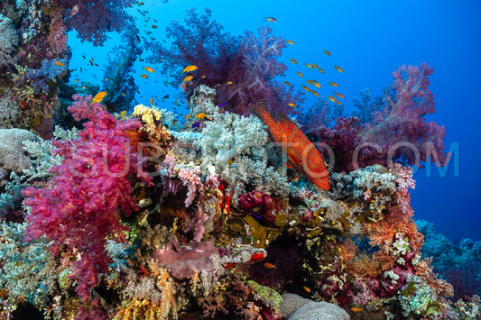 Photo de Mérou corail patrouillant son territoire en mer Rouge