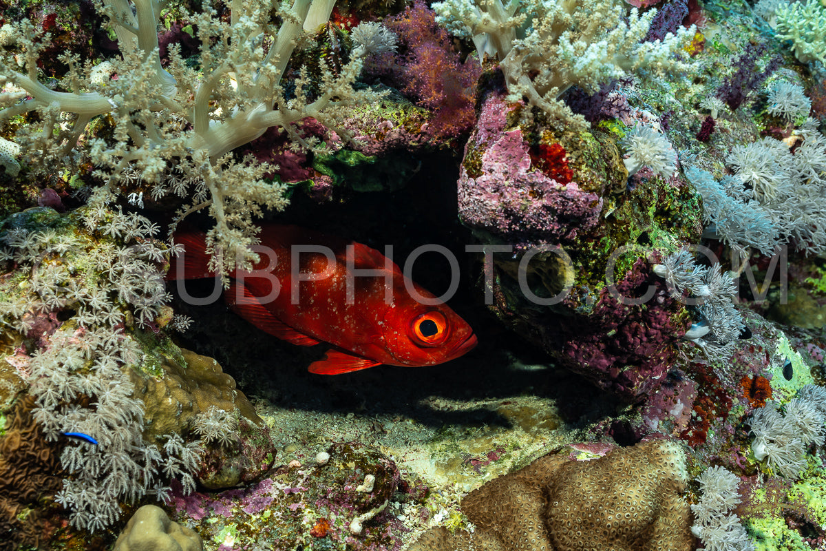 Red lunar-tailed bigeye or goggle eye fish in the Red Sea