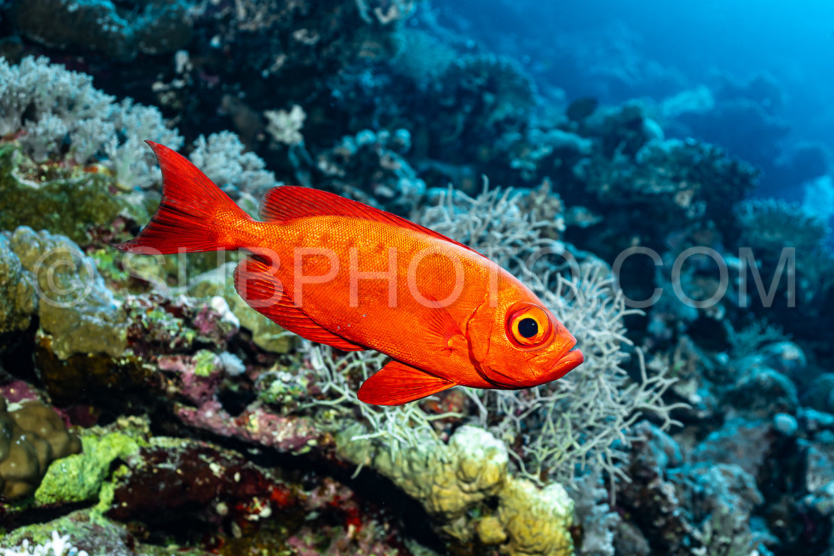 Photo de Poisson rouge à queue lunaire dans la mer Rouge