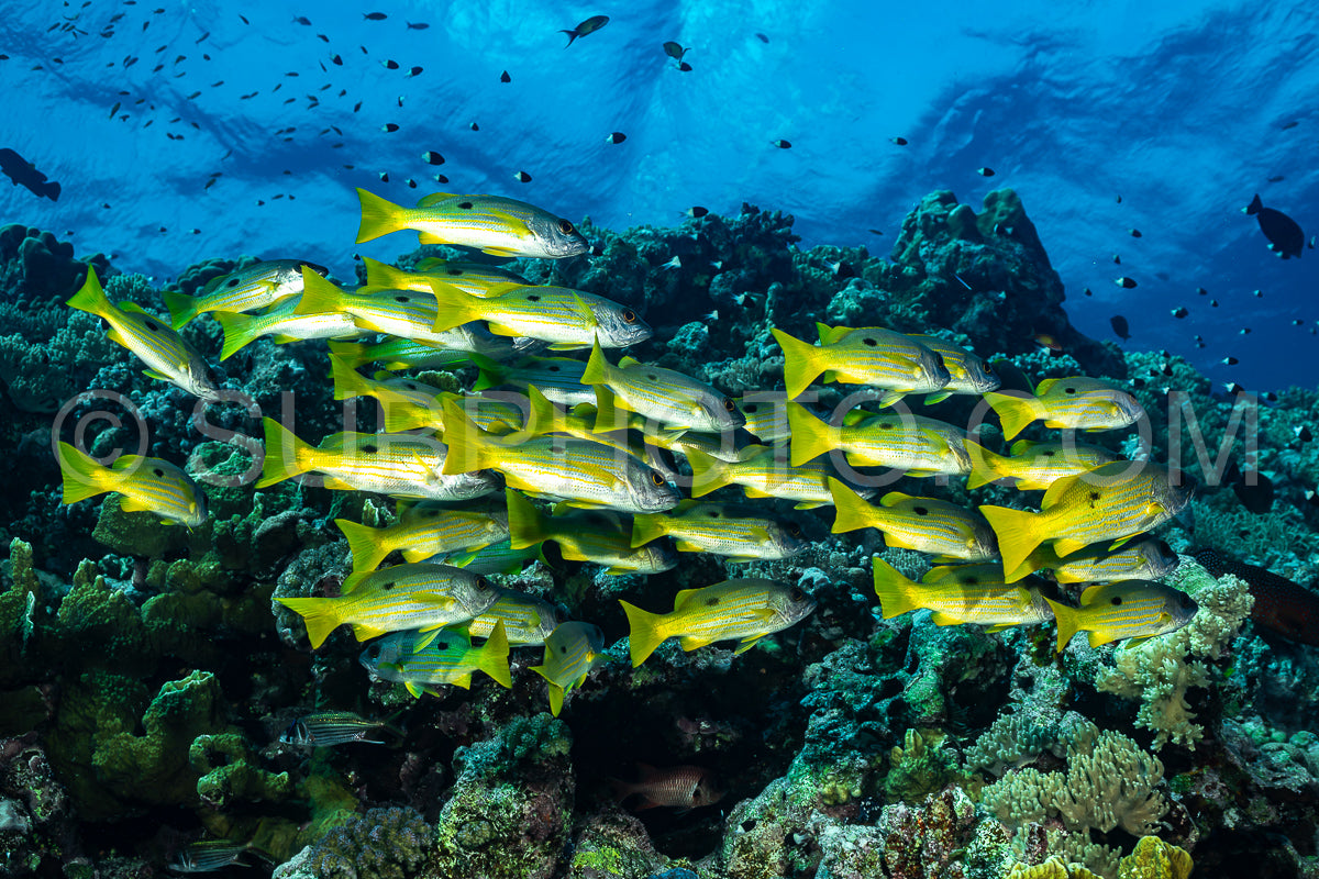 Photo de vivaneau en bancs ou à taches noires