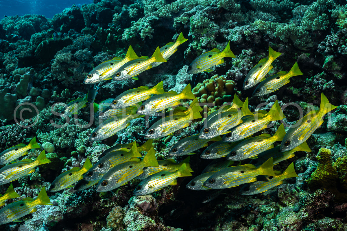 school of blackspot snapper