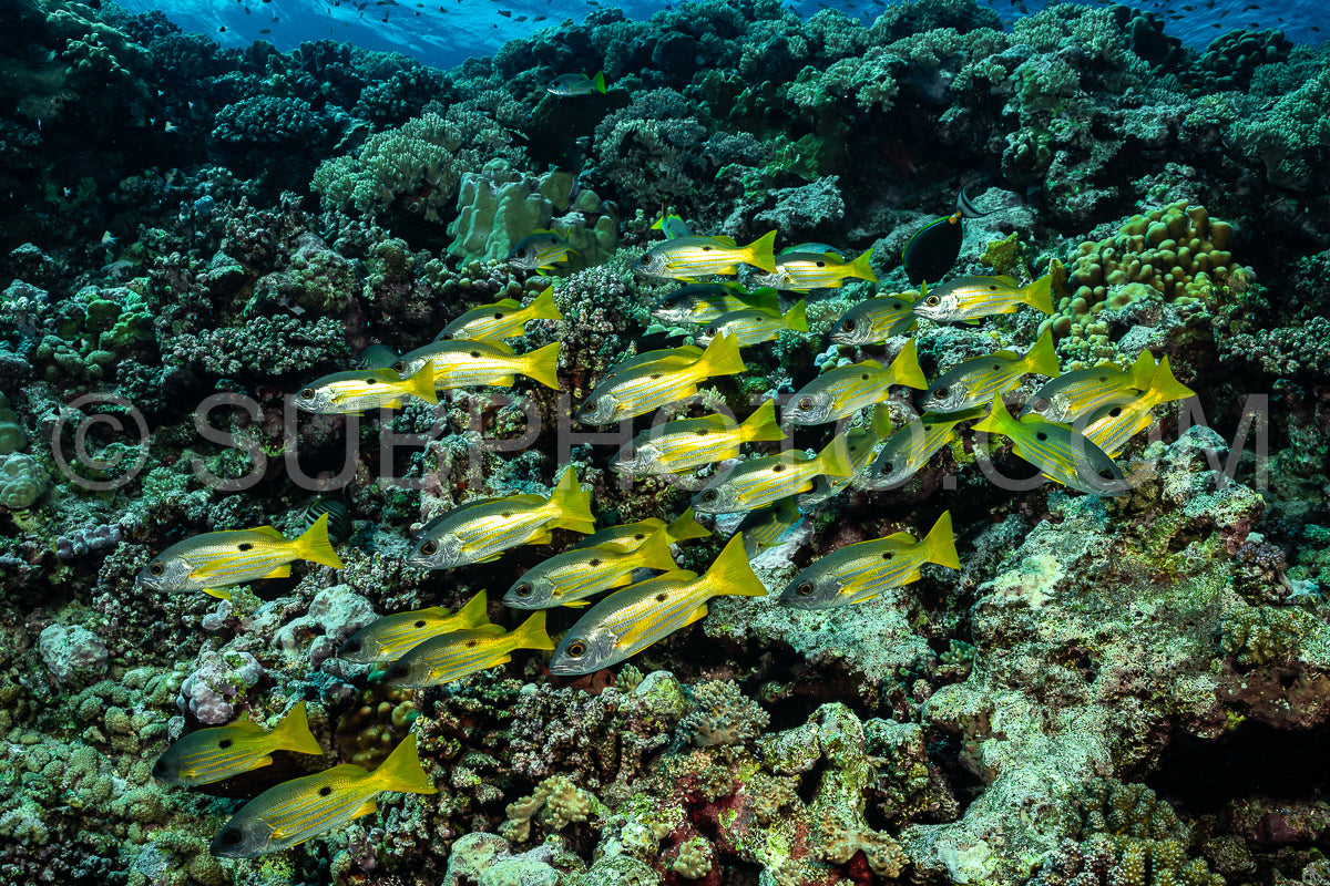 Photo de vivaneau en bancs ou à taches noires